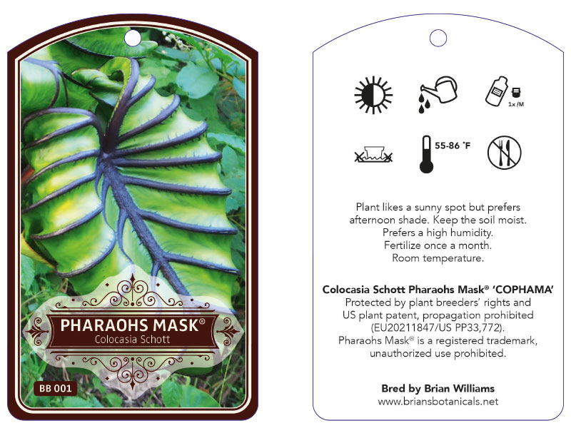 Colocasia Schott Pharaohs Mask®